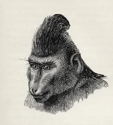 Cynopithecus Niger in a Placid Condition, from Charles Darwin